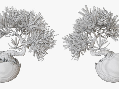 Decorative small pine tree bonsai 3D 모델