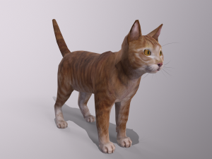 orange cat 3D Model