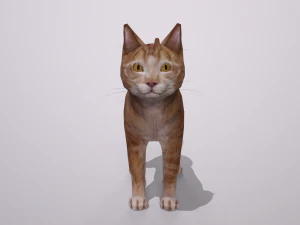 orange cat 3D Model