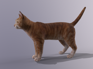 orange cat Model 3D