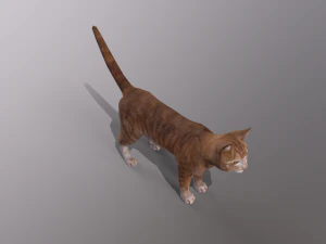 orange cat 3D Model