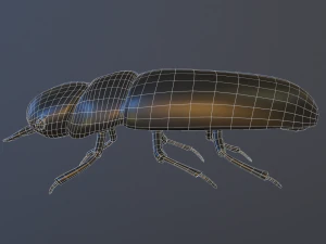 Black bug 3D Model