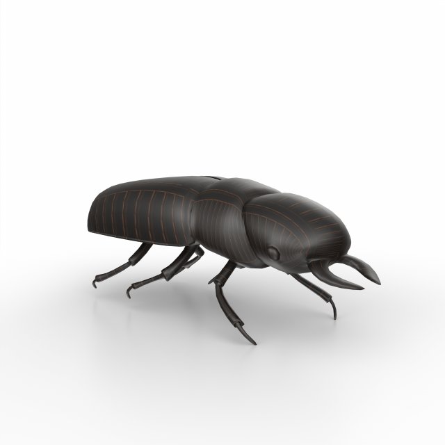 Black bug 3D Модель .c4d .max .obj .3ds .fbx .stl .blend 