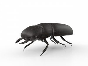 Black bug 3D Модель