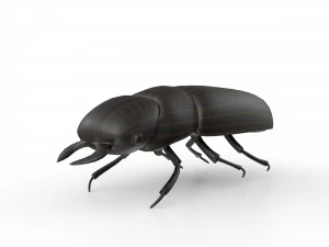 Black bug 3D Model