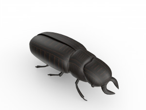 Black bug 3D Модель