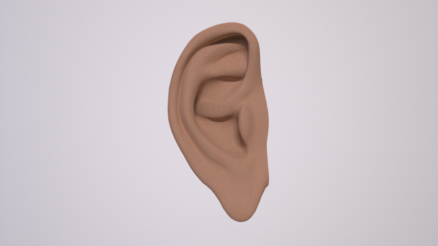 human ear 3D मॉडल .c4d .max .obj .3ds .fbx .stl .blend 