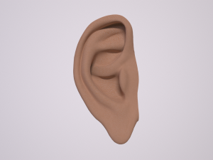 human ear 3D Model