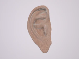 human ear 3D Model