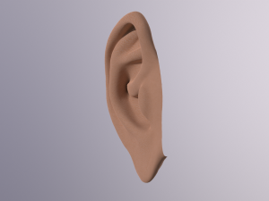 human ear 3D मॉडल