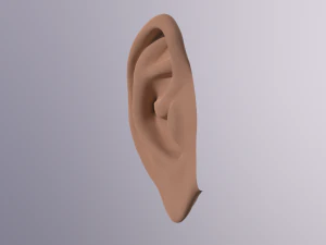 human ear 3D Model