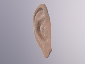 human ear 3D मॉडल