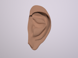 human ear 3D मॉडल