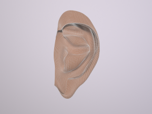 human ear 3D मॉडल