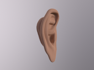 human ear 3D मॉडल