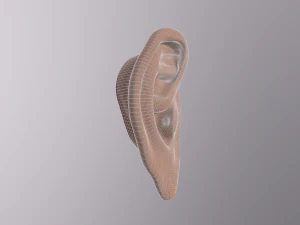 human ear 3D Model