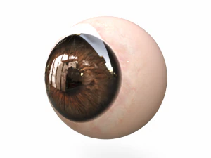 Human Eye 3D Model