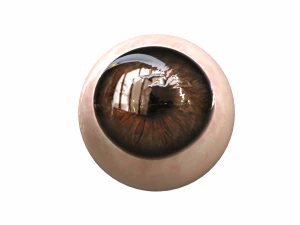 Human Eye 3D Model