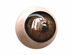 Human Eye 3D Model