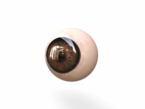 Human Eye 3D Model