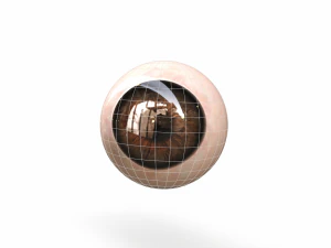 Human Eye 3D Model