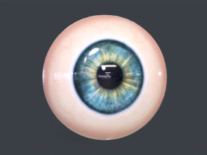 Human Eyeball Pack 3D Model
