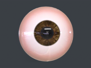 Human Eyeball Pack Modelo 3D