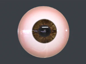 Human Eyeball Pack 3D Model