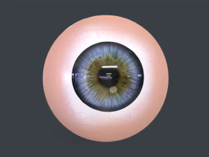 Human Eyeball Pack 3D Model