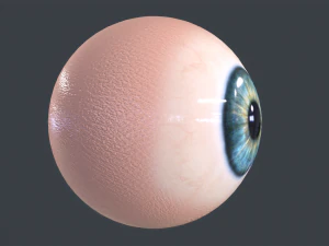 Human Eyeball Pack 3D Model