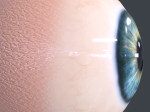 Human Eyeball Pack 3D Model