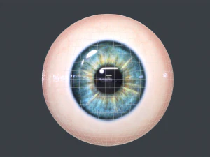 Human Eyeball Pack 3D Model