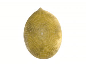 Lemon 3D-Modell