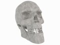 Human Skull 3D Model