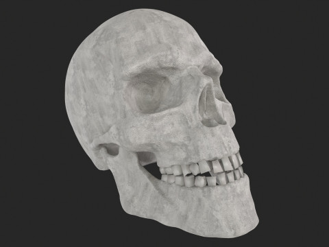 Human Skull 3D-Modell