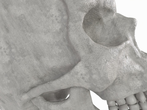 Human Skull 3D-Modell