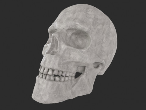 Human Skull 3D-Modell