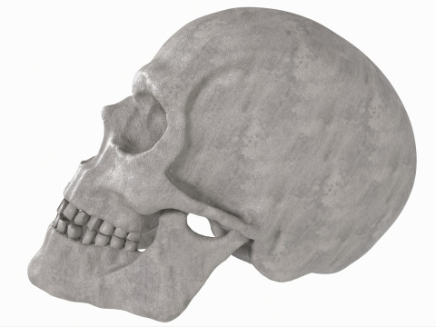 Human Skull 3D-Modell