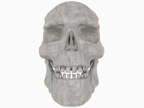 Human Skull 3D-Modell