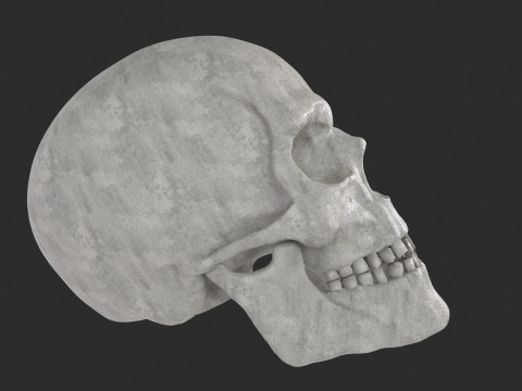 Human Skull 3D-Modell