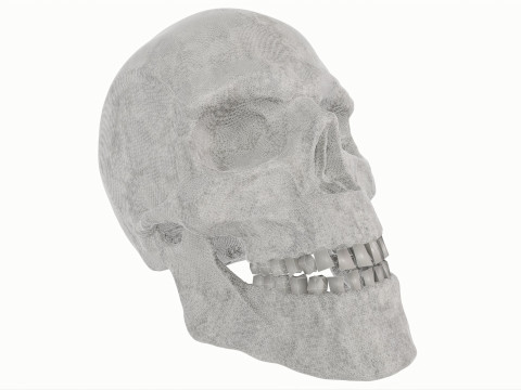 Human Skull 3D-Modell