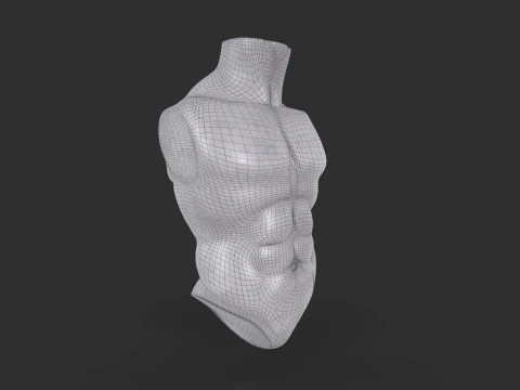 Male Torso Base Mesh 3D Model