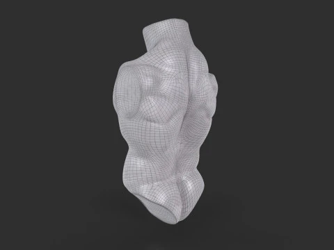 Male Torso Base Mesh 3D Model