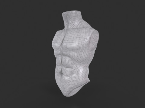 Male Torso Base Mesh 3D Model