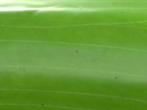 Realistic Cucumber 3D Model