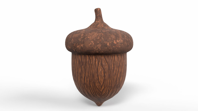 Acorn 3D Model .c4d .max .obj .3ds .fbx .stl .blend 