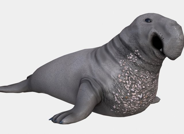 elephant seal low poly 3D 모델 .c4d .max .obj .3ds .fbx .stl .blend 
