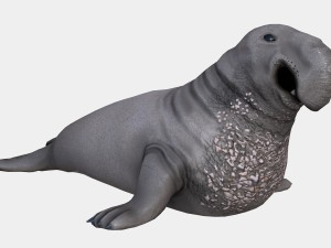 elephant seal low poly 3D Model