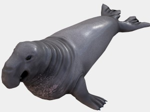 elephant seal low poly 3D 모델
