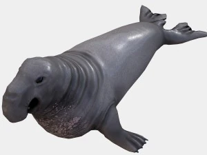elephant seal low poly 3D Model